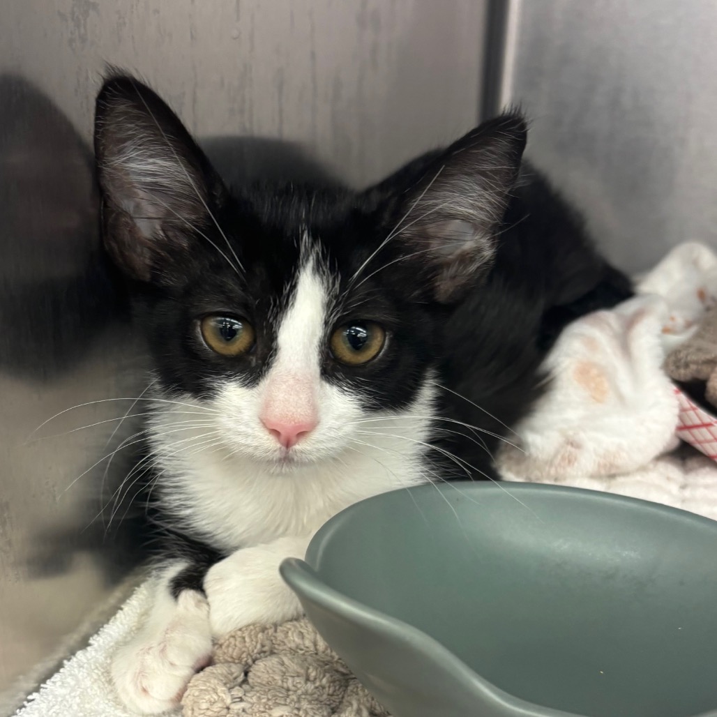 Shadow - Domestic Shorthair