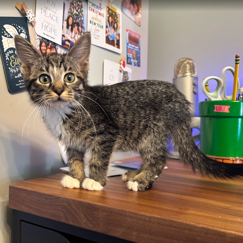 Photo of Splish
