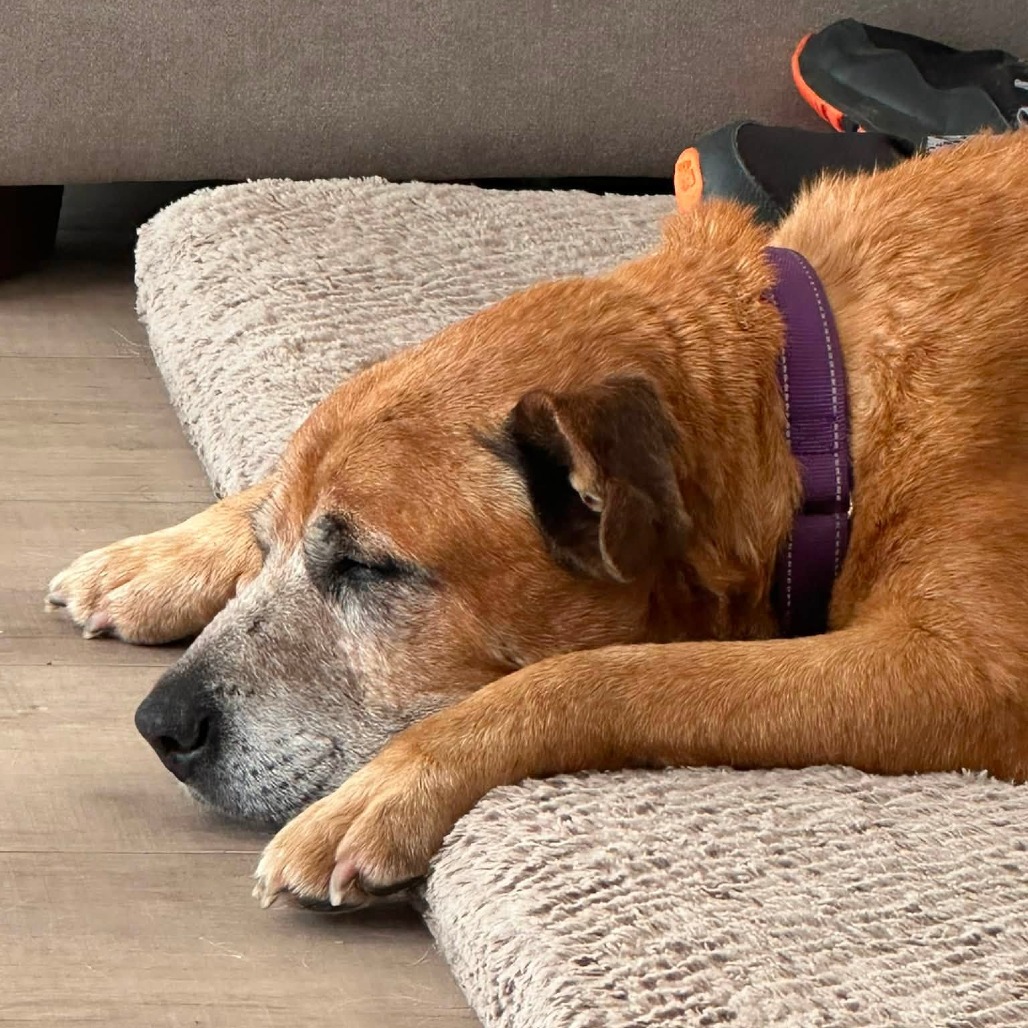 Jake, photo 13