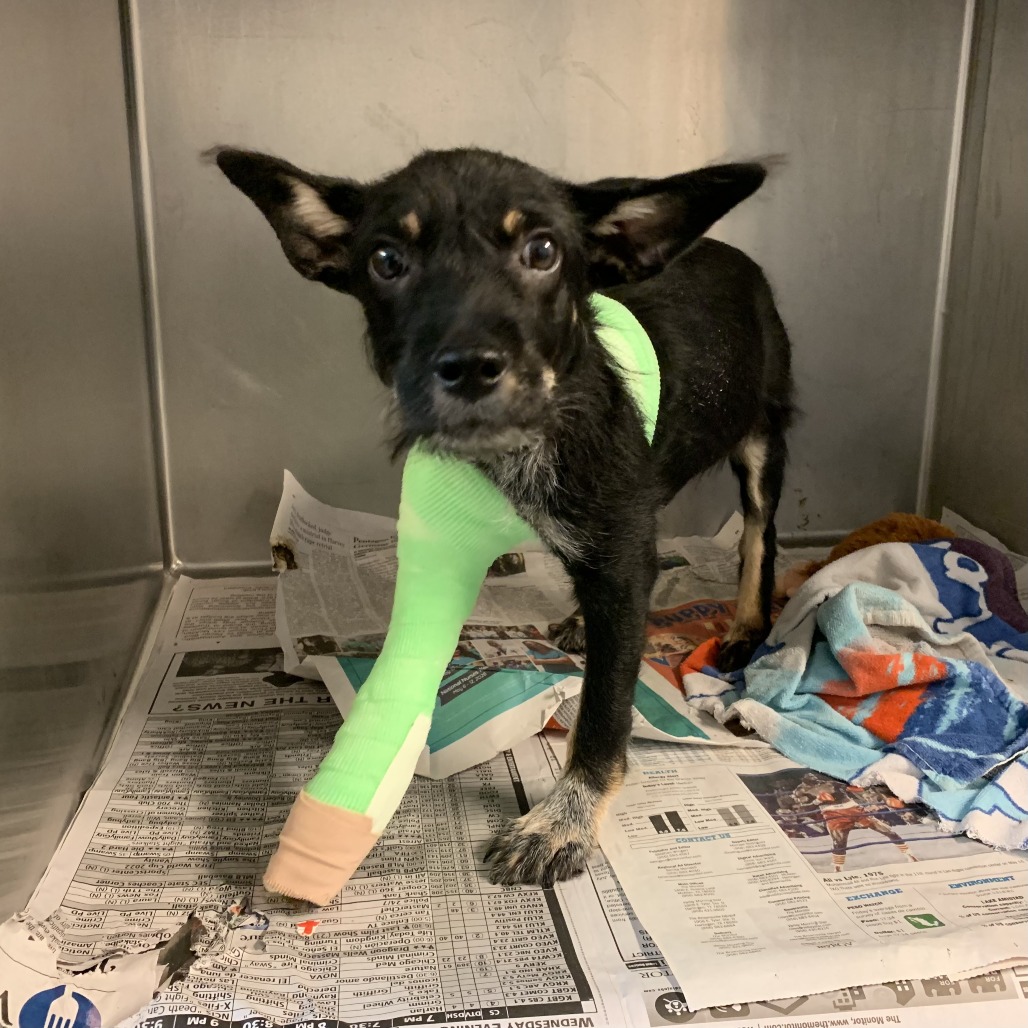 SHOTZO - Terrier available for adoption