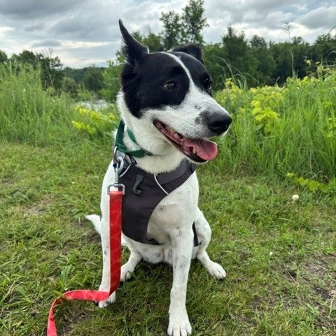 Brie--In Foster, photo 15