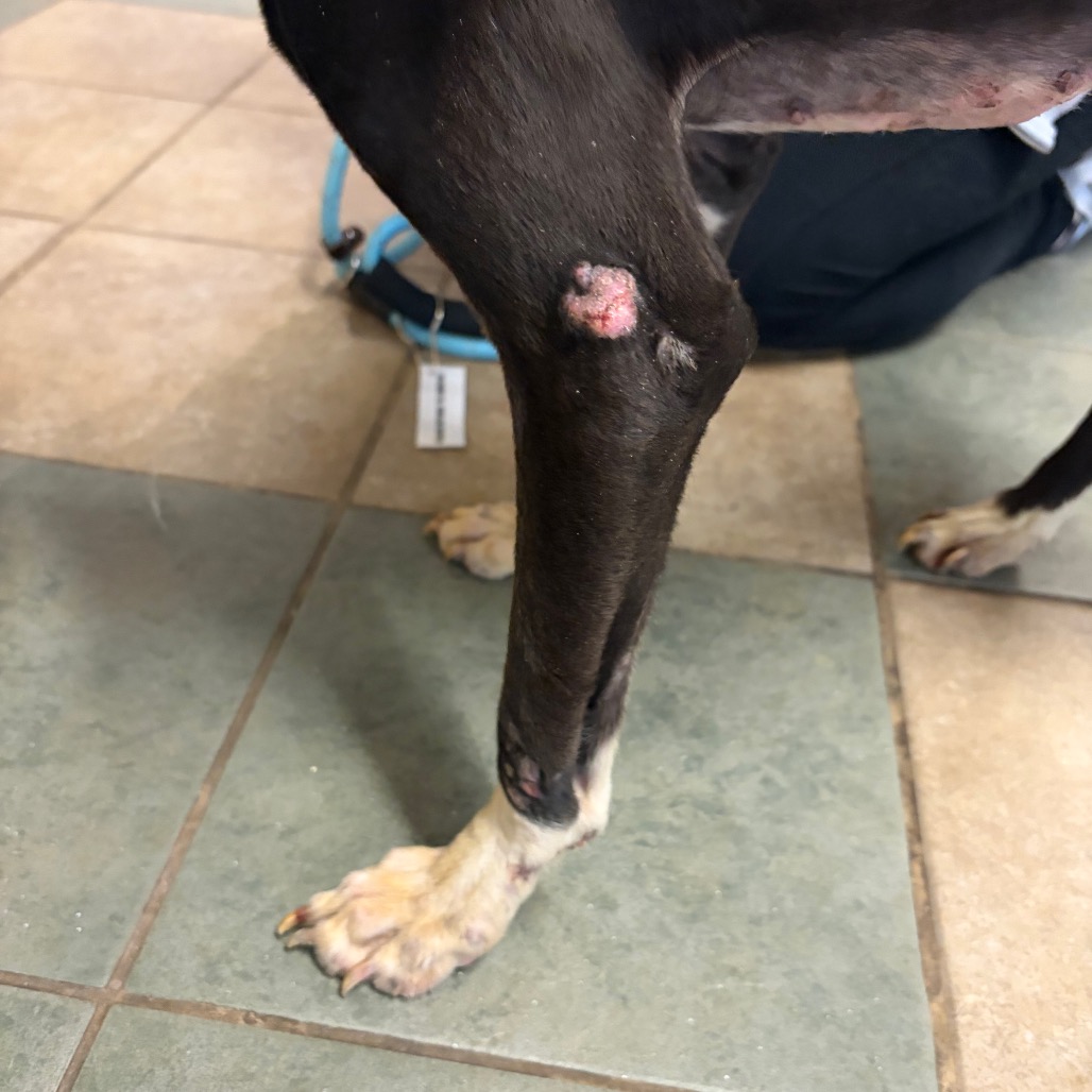 Oreo — thumbnail 5