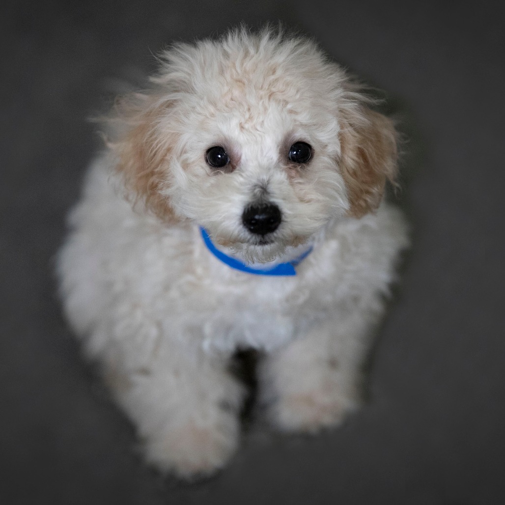 BERNIE (AG26-189) - Poodle, Miniature / Bichon Frise available for adoption