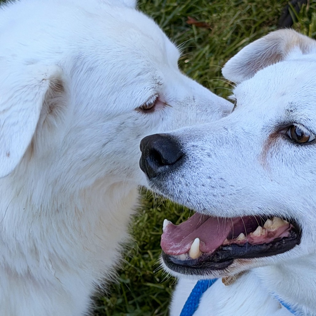 Gigi (bonded with Gable) photo 11