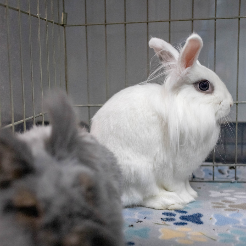 Penny (bonded to Chowder), photo 17