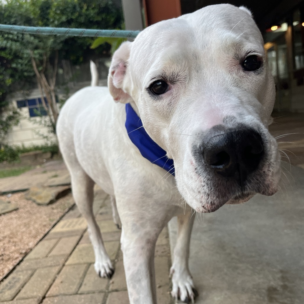 ROSE - Dogo Argentino / Mix available for adoption
