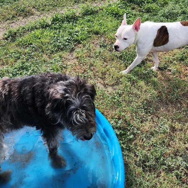 Oreo photo 4
