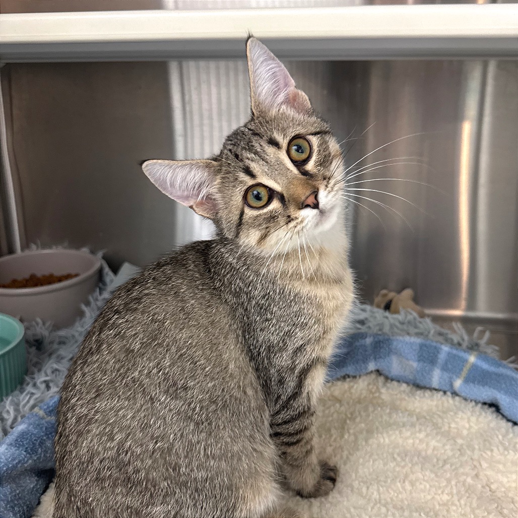 CLAWD WOLF - Domestic Shorthair available for adoption