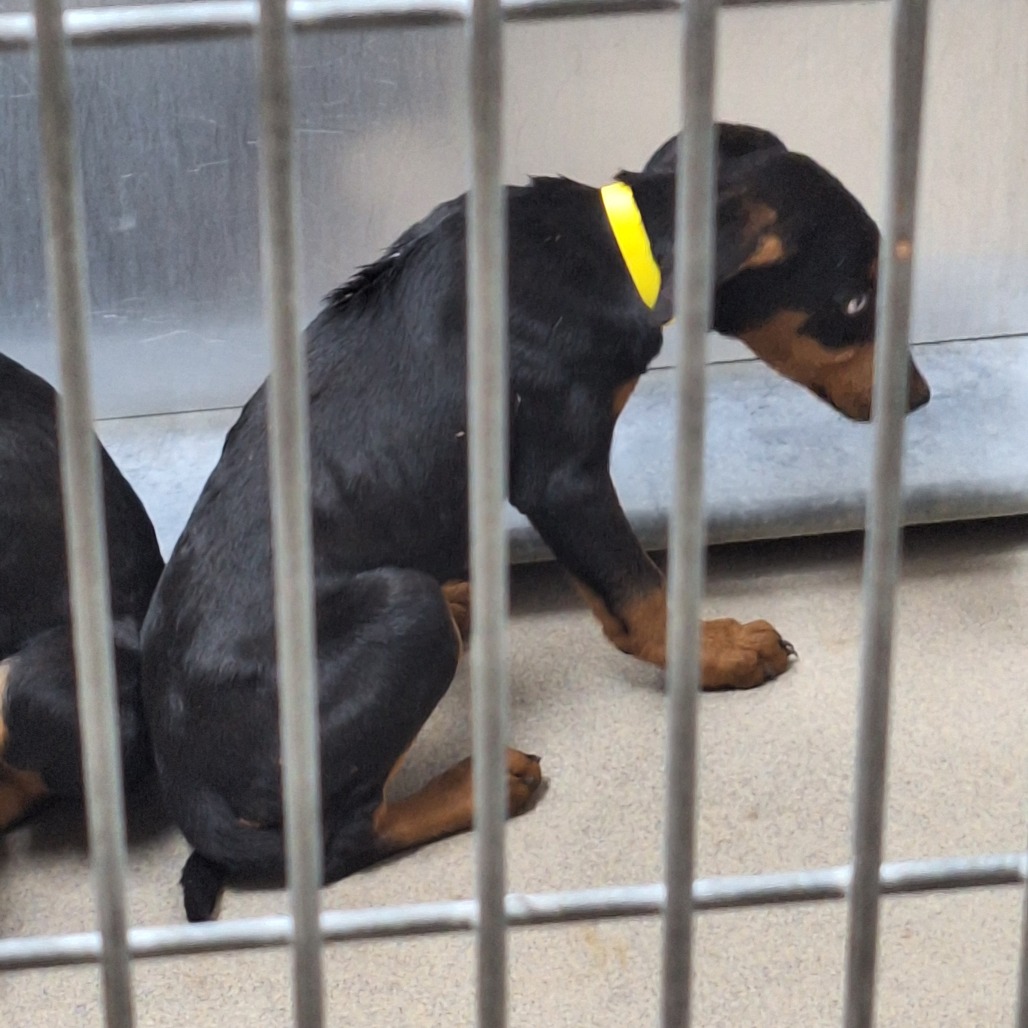  Kennel#34c yellow collar's preview photo