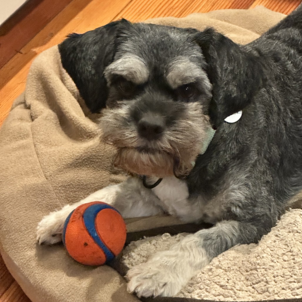 ARNOLD SCHNAUZER - Schnauzer / Mixed Breed (Small) available for adoption
