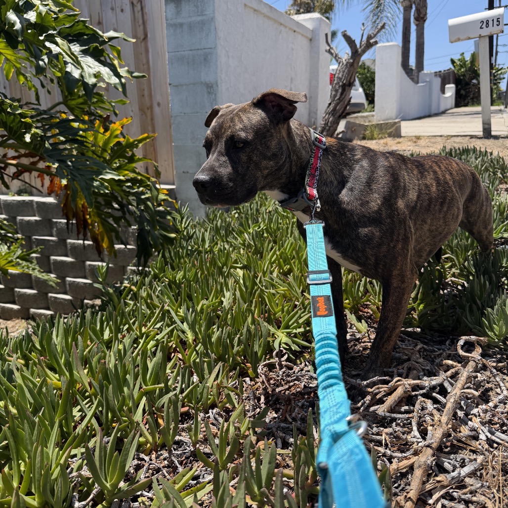 Daisy (Hershey), photo 2