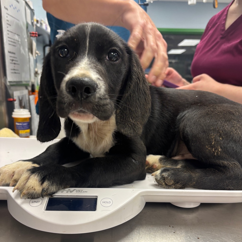 GRIFFIN - Collie, Border / Mix available for adoption