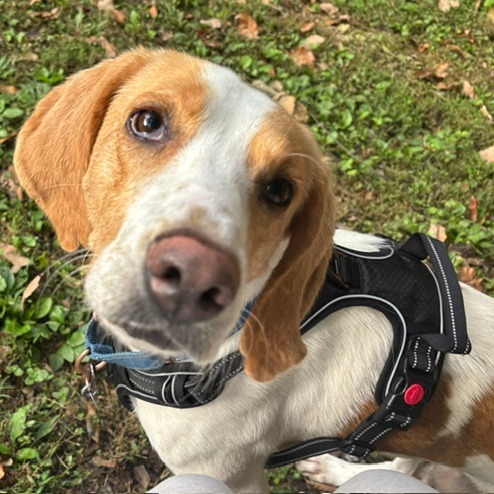 ALLEN (IN FOSTER) - Hound available for adoption