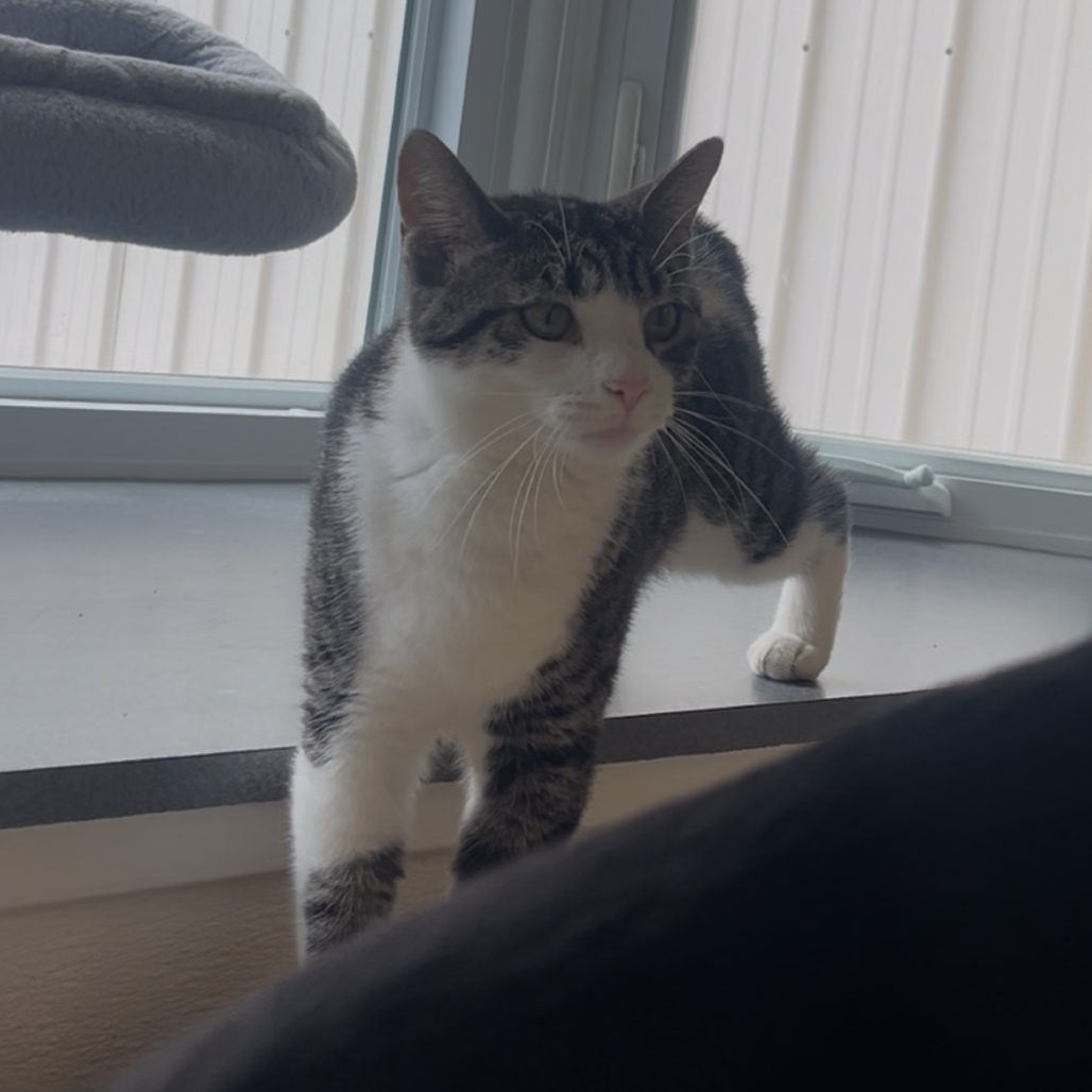 Ella 