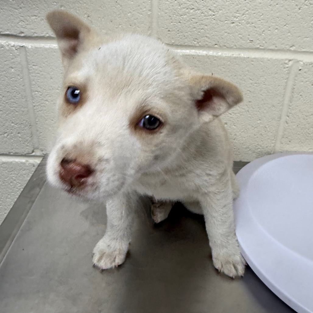 Golden — thumbnail 3