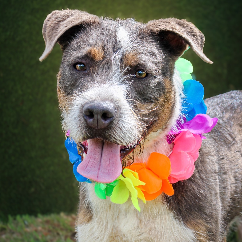Niko, an adoptable dog at SPCA-BC