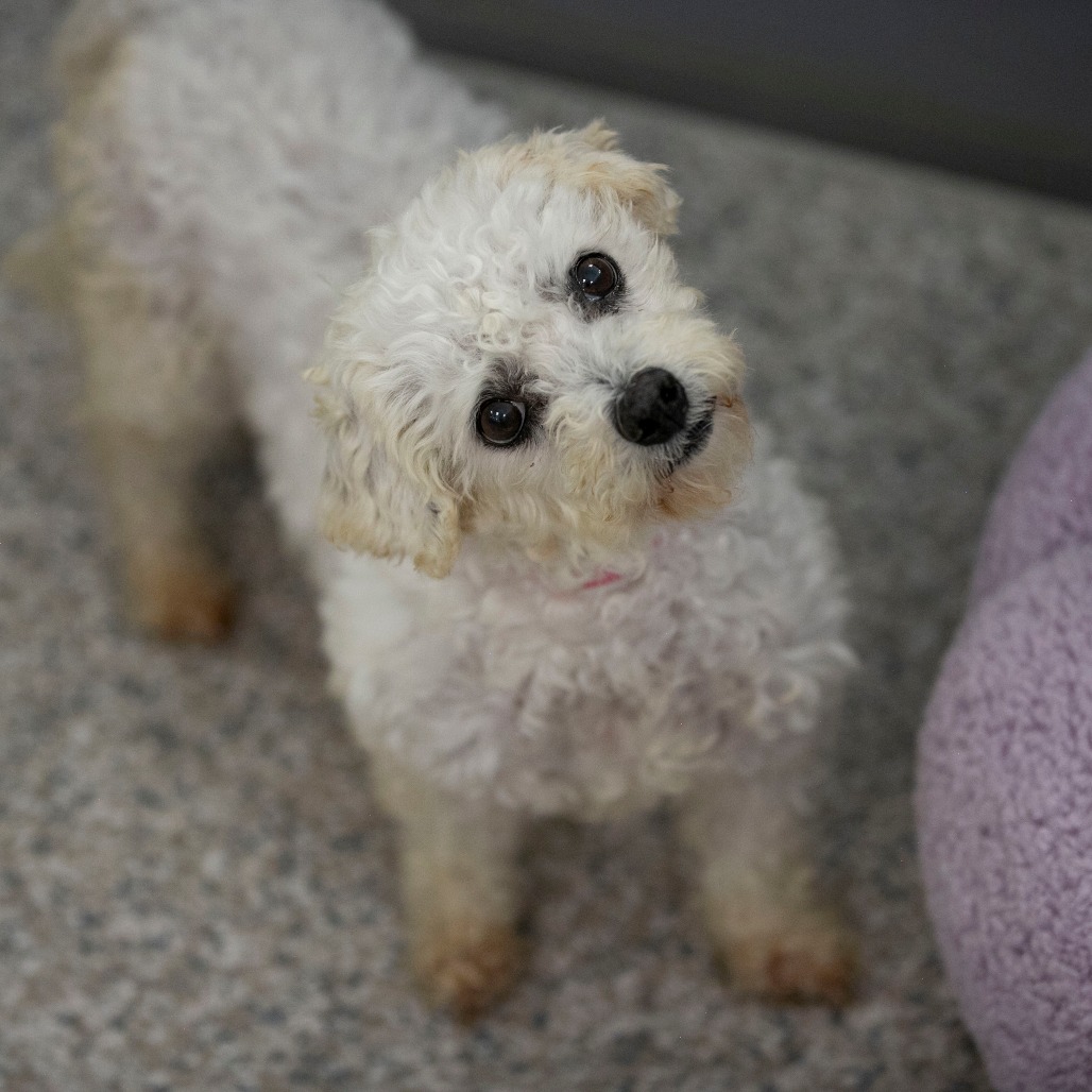 TRACEY (AP26-67) - Bichon Frise available for adoption