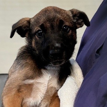 Kennel#24b(GreenCollar) Leia's preview photo