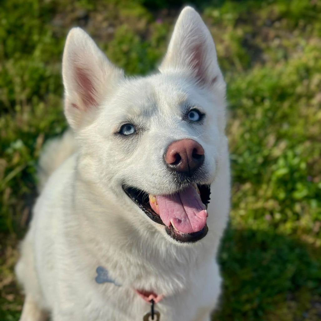 Siberian Husky