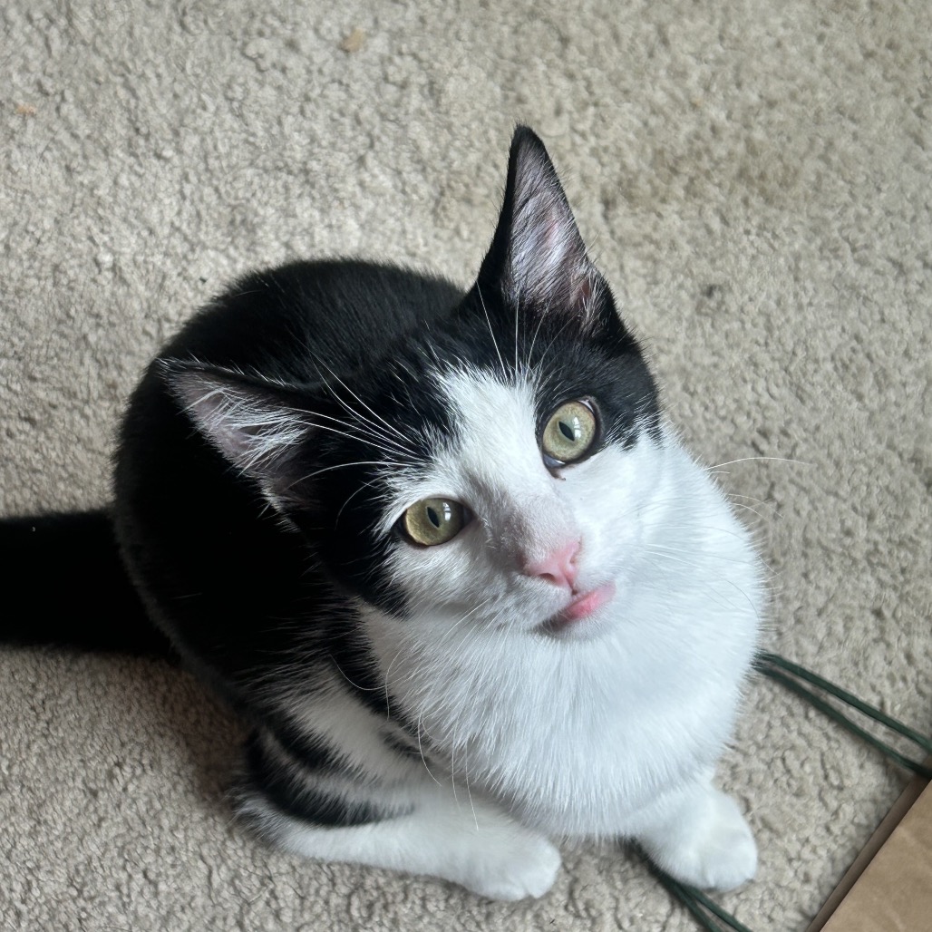 Pedro, photo 7