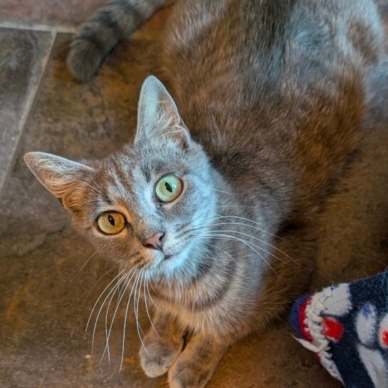 MOMMA CAT - Domestic Shorthair / Mix available for adoption
