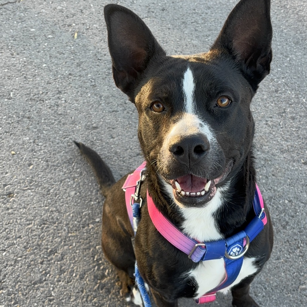 Assistant Director Kahuku — thumbnail 3