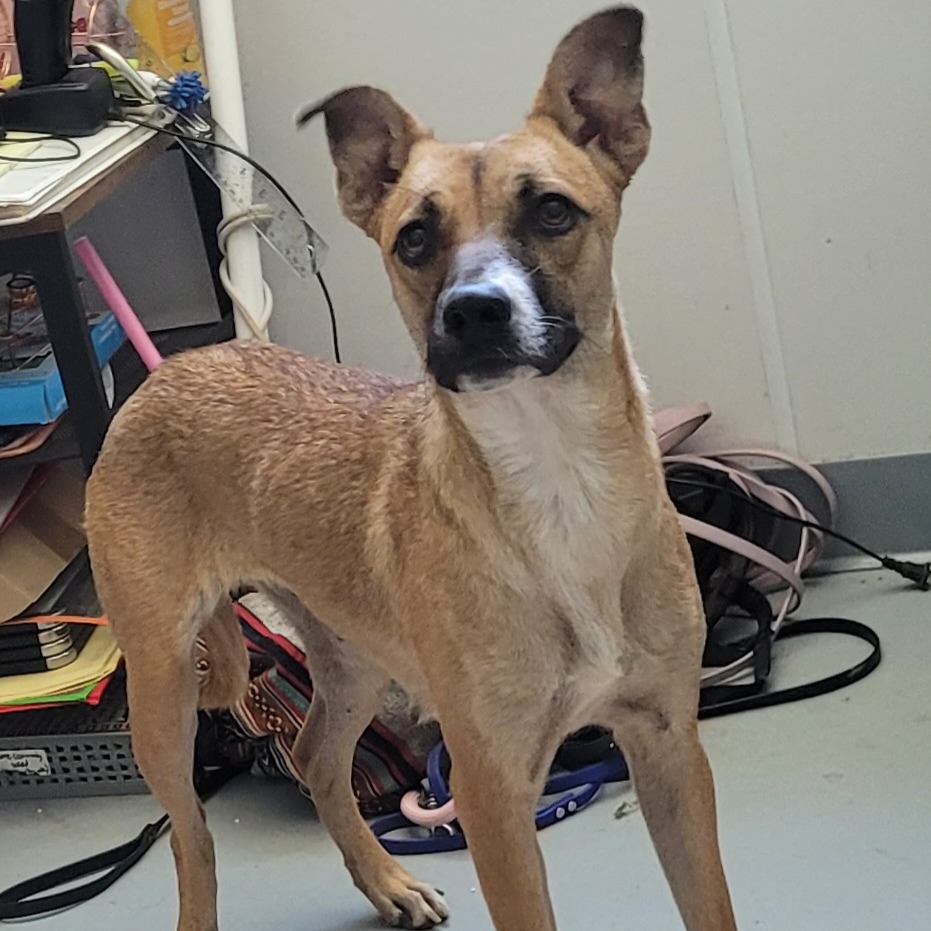 Matcha — thumbnail 2