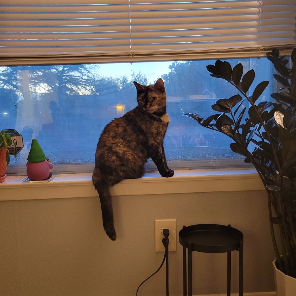 PRINCESS BUBBLEGUM - Domestic Shorthair available for adoption