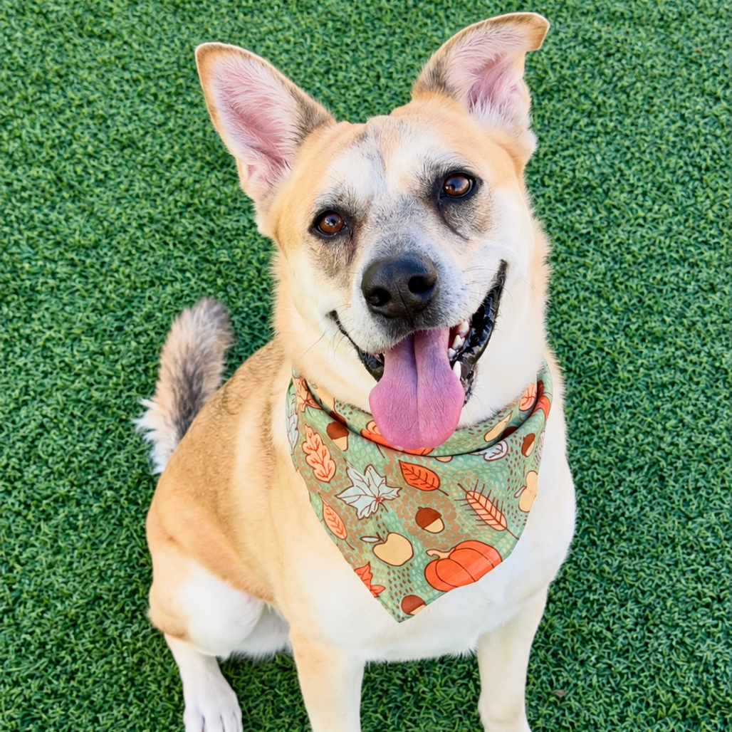 EZRI - Shepherd / Mixed Breed (Medium) available for adoption