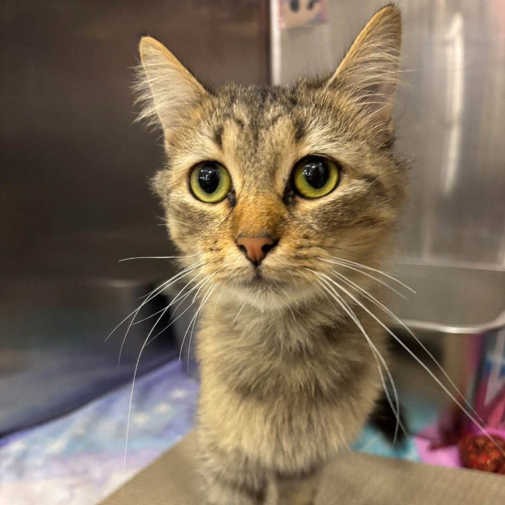 NATALIE-AT PETSMART MADISON EAST - Domestic Shorthair available for adoption