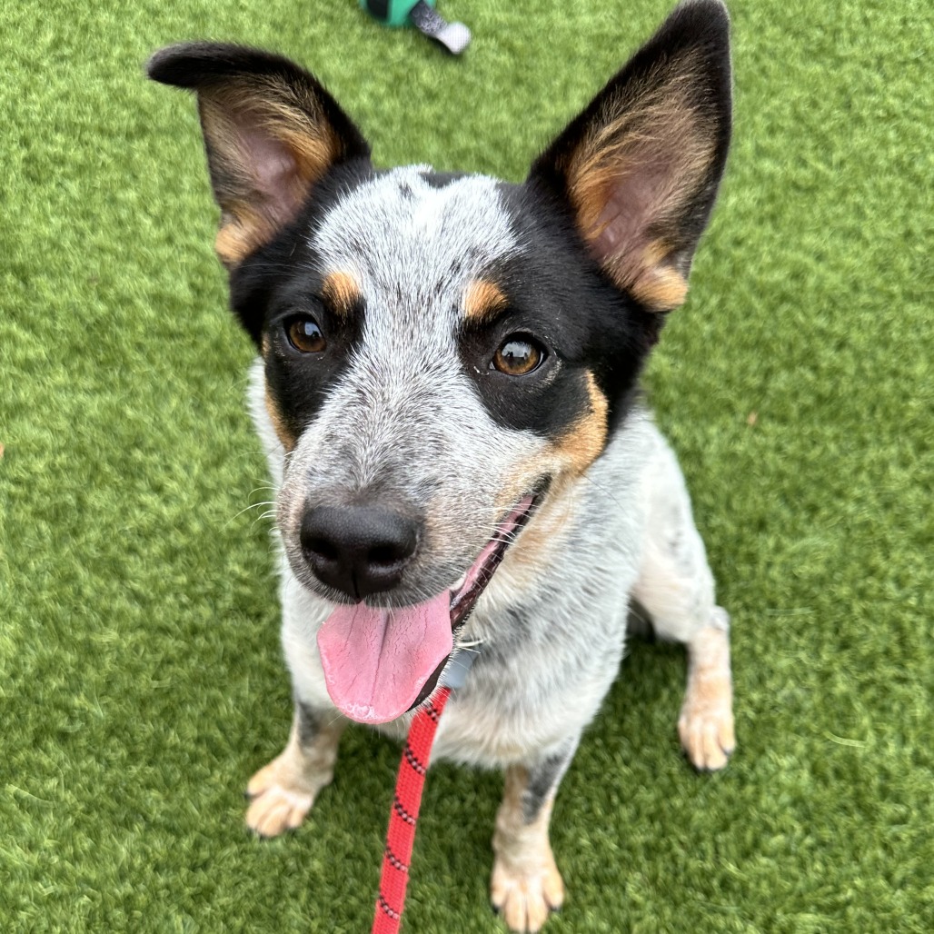 CHURRO - Mixed Breed (Medium) available for adoption