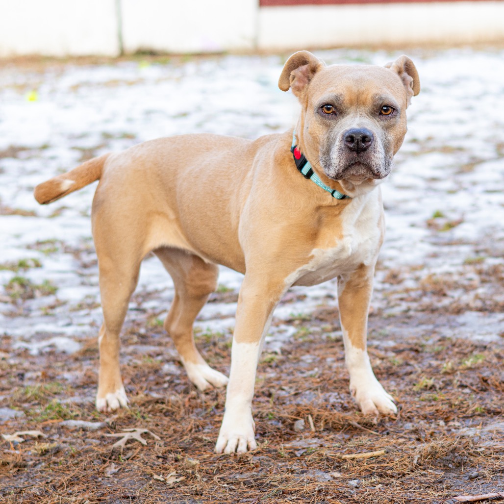 Sugar Cookie, additional photo