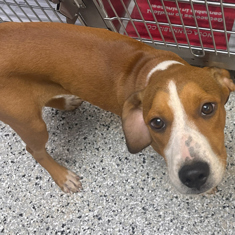 BLAIR - Beagle / Terrier available for adoption