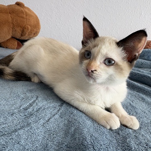 Animal namedDolly P.