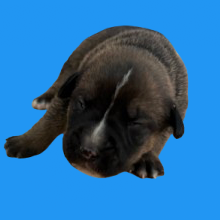 Tusc Stray 83159 2 3 4 5