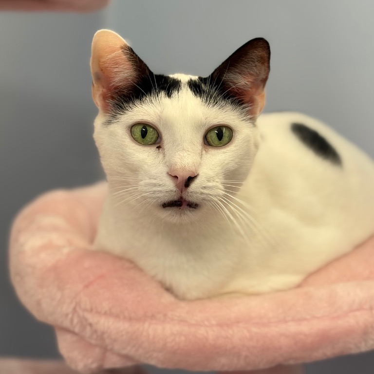 Another portrait of Mouse