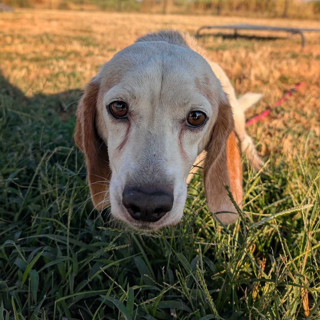 Gomer, photo 3
