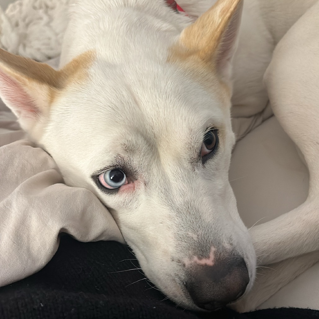 Ozzie — thumbnail 4