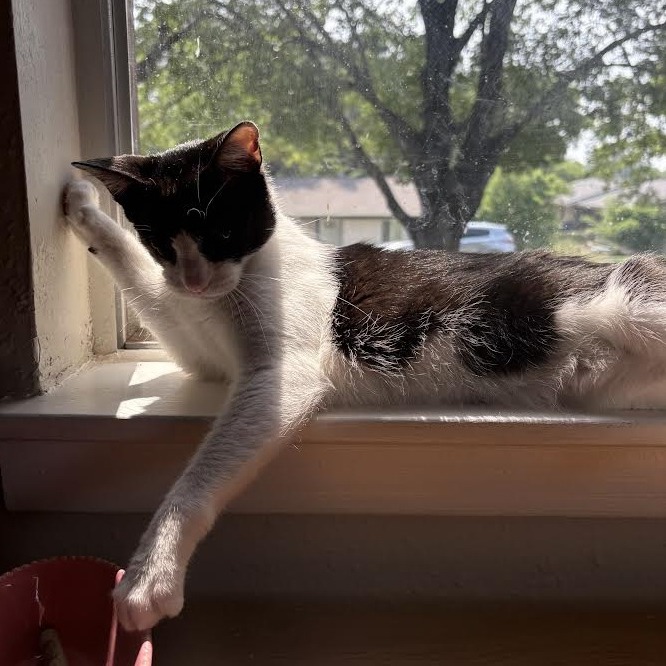 Nugget MVP — thumbnail 10