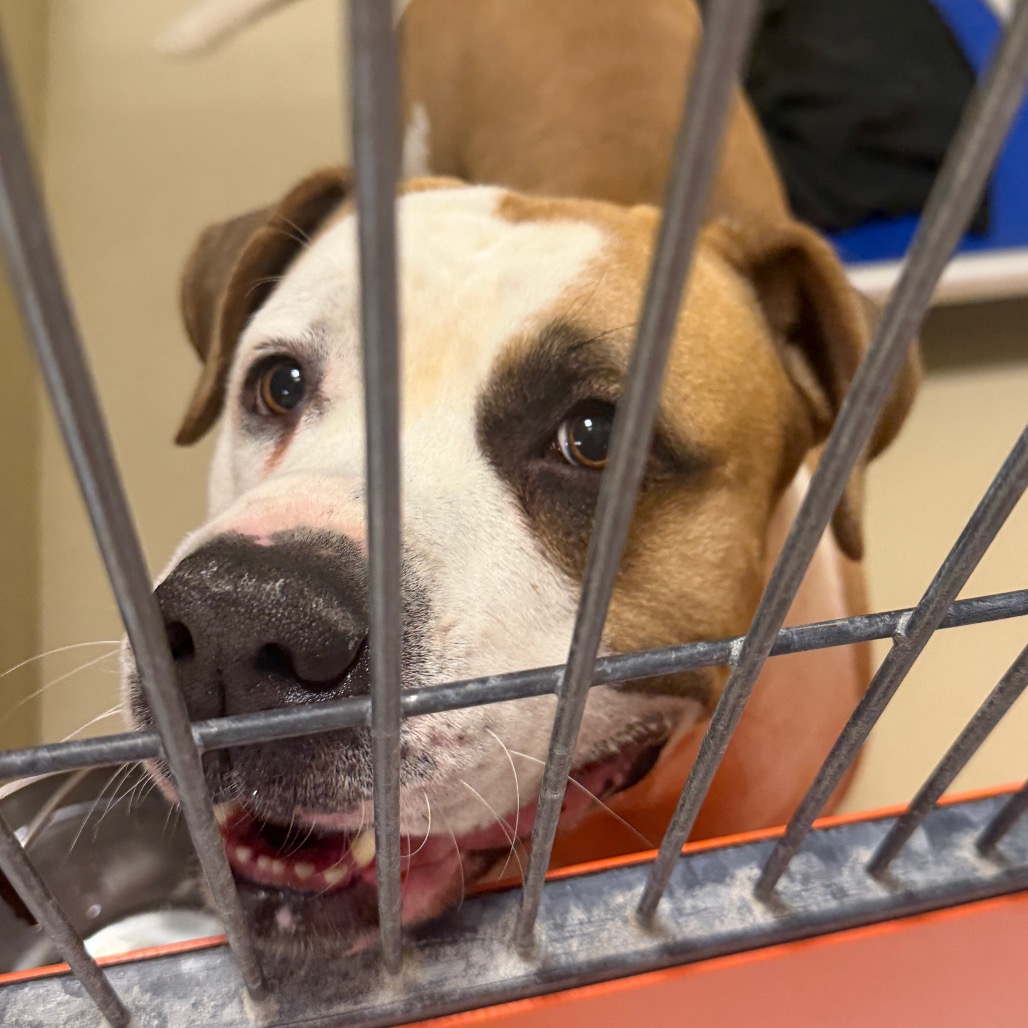 Jones — thumbnail 5