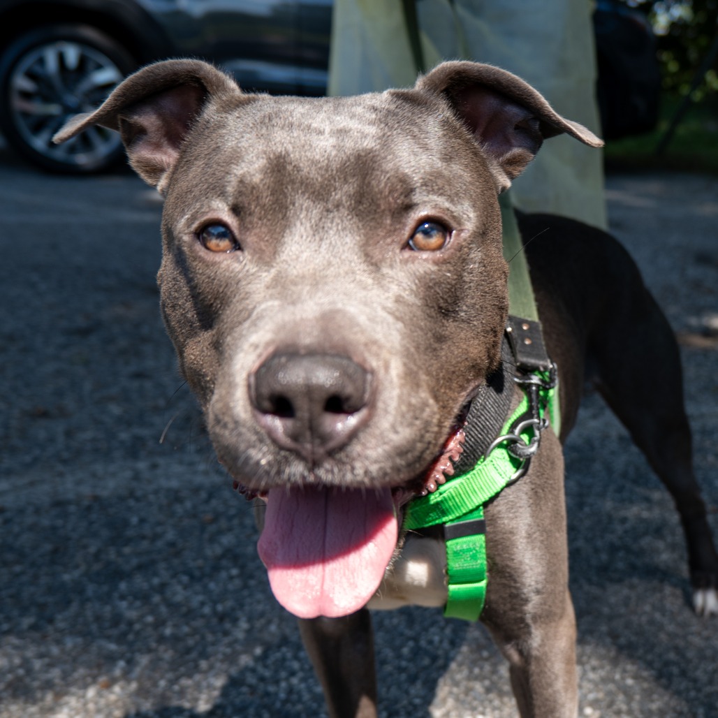 ARTHUR - Terrier / American Pit Bull available for adoption