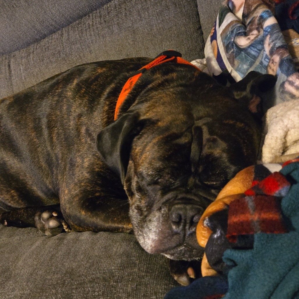 Pepper, photo 11