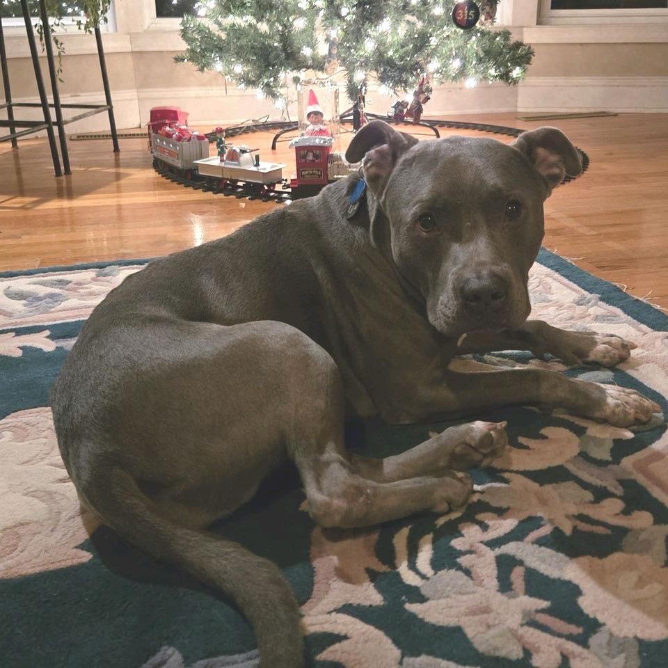 Tyke, photo 19