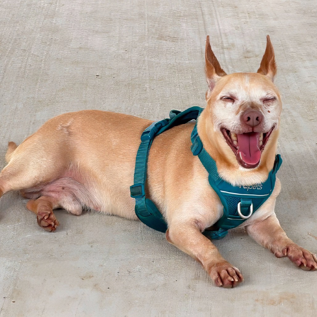 Photo of Trooper