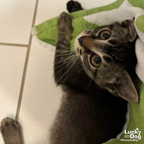 LEON - Domestic Shorthair available for adoption