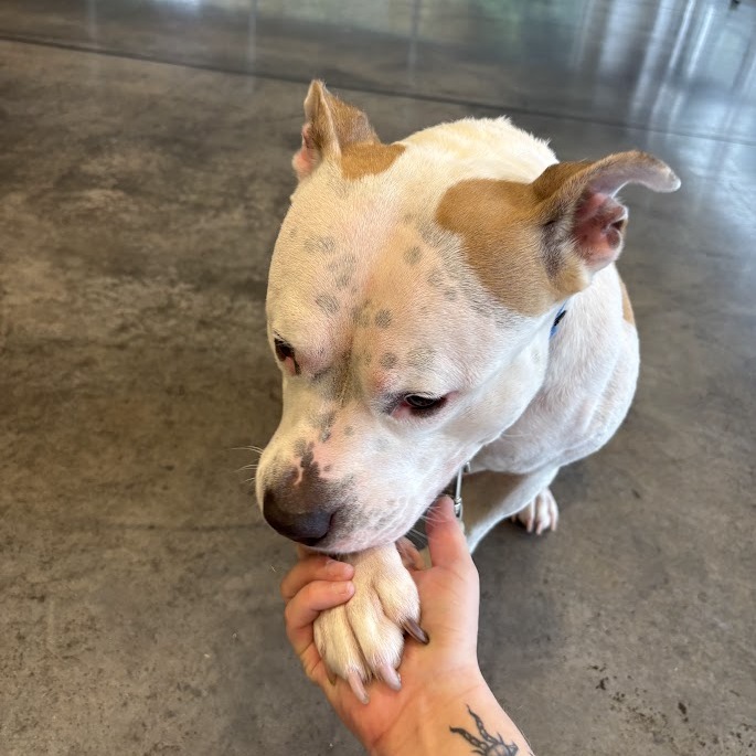 Photo of Buttercup 3