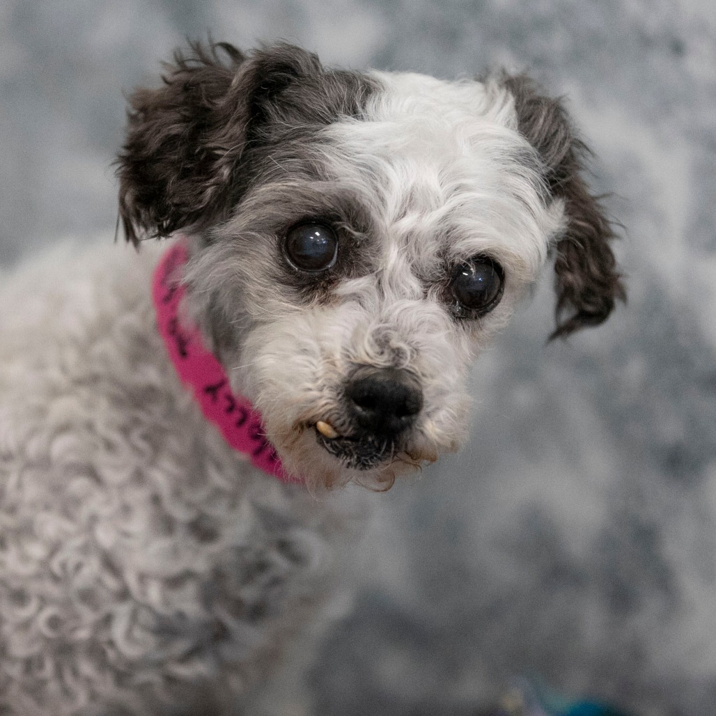 Holly (AP26-85), photo 4