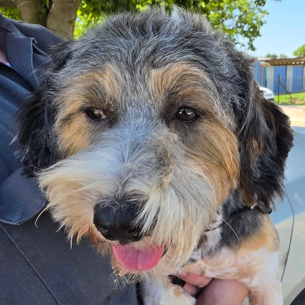 Mixed Breed