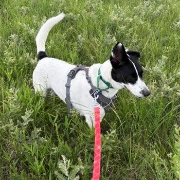 Brie--In Foster, photo 17