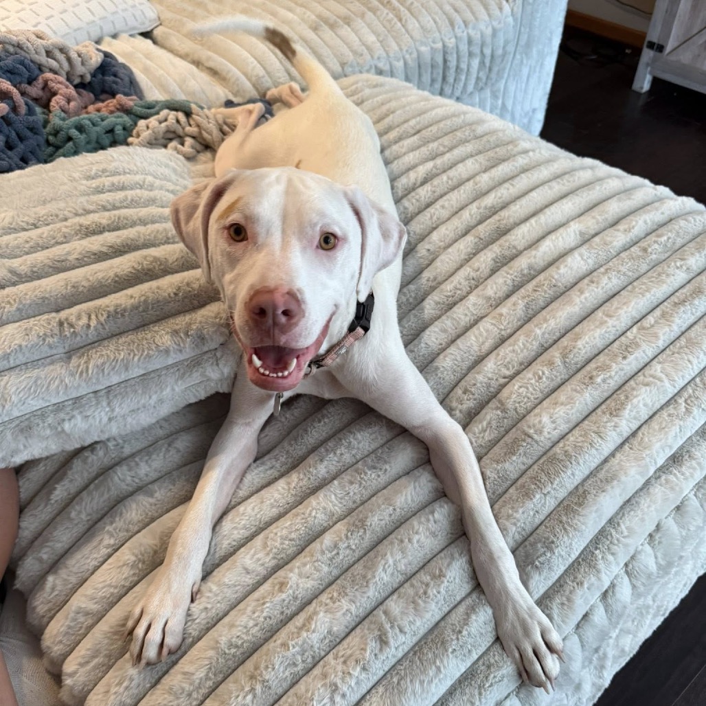 Sully Rescue Sully is available for adoption at Rescue Network